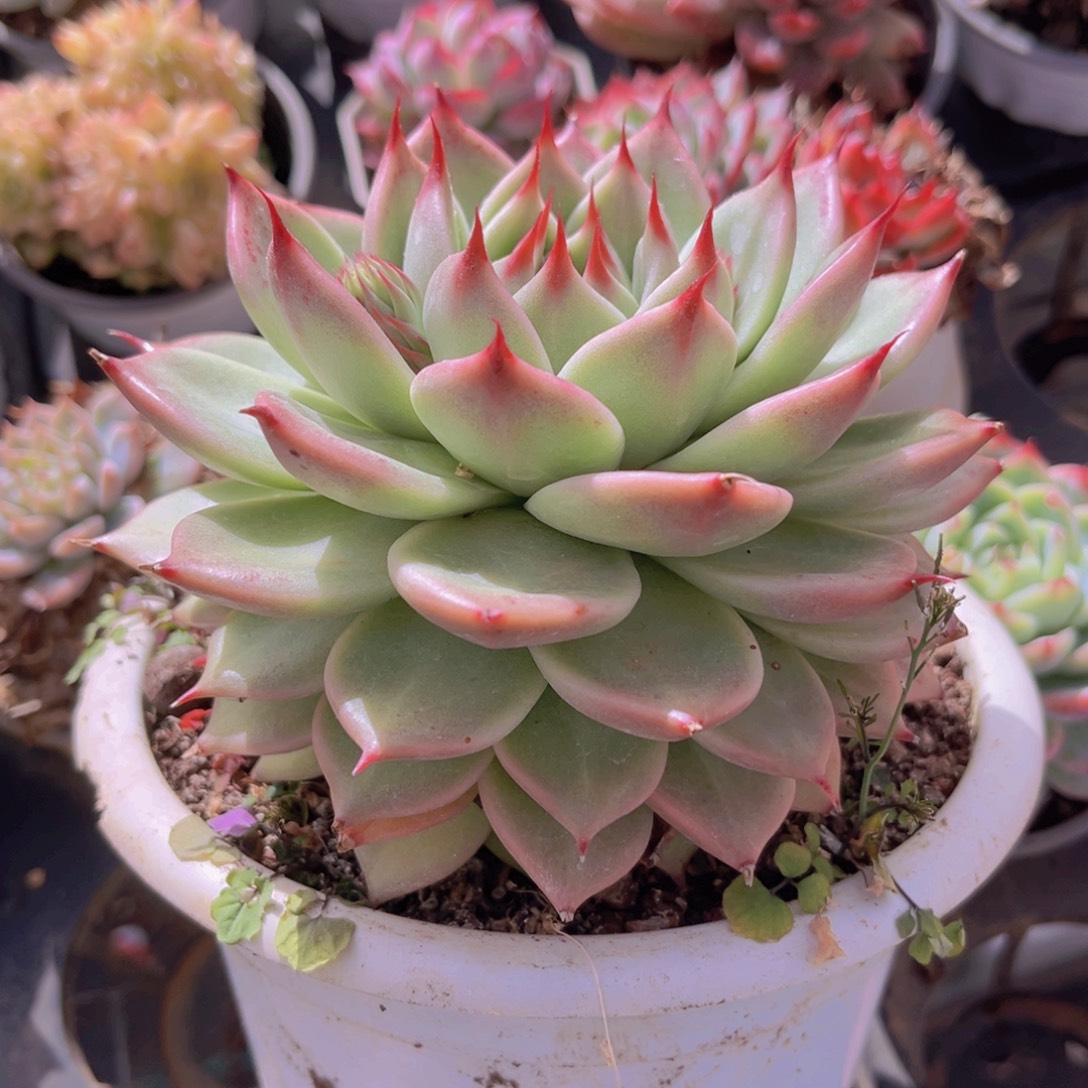 托斯卡12公分99999999