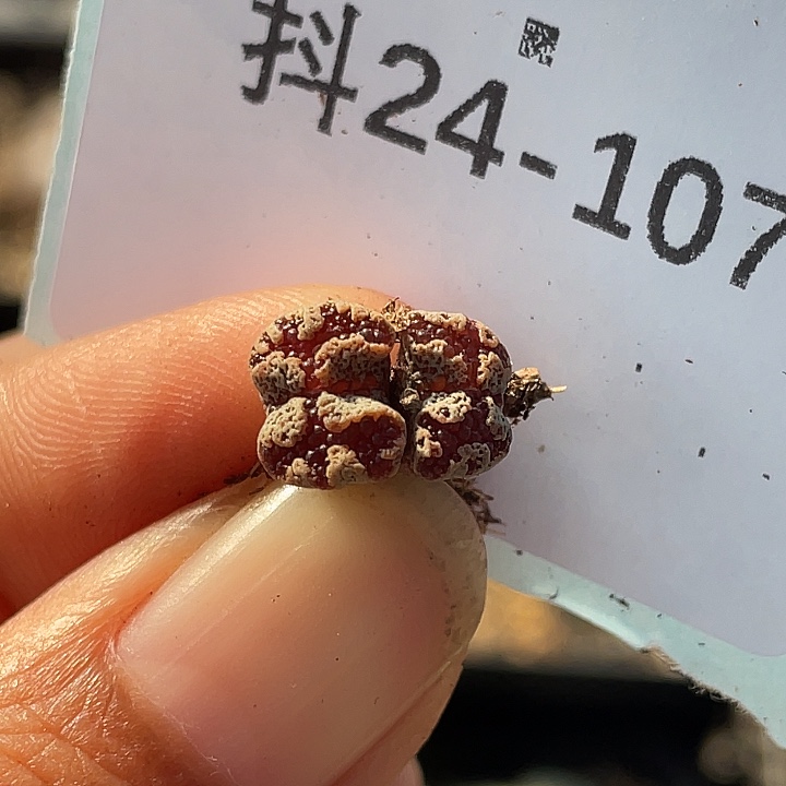 24-107勋章多肉植物