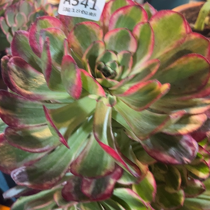 541云荷多肉植物