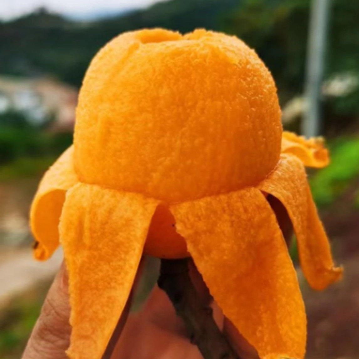 枇杷果新鲜水果当季高山琵琶果皮薄多汁300g起辽宁沈阳发货辽宁省