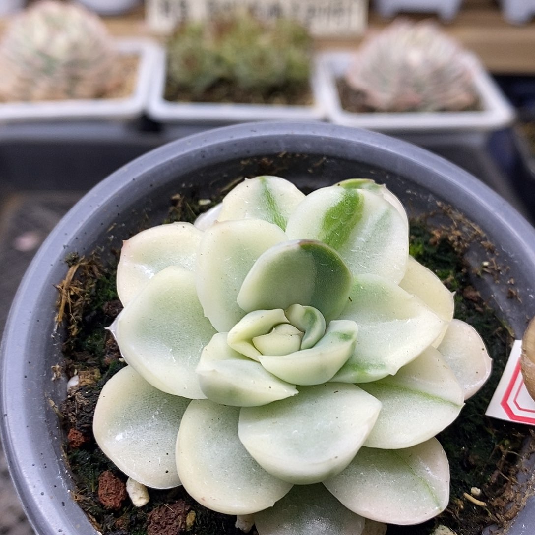 2846 雪鸢花脸锦 需延时发货