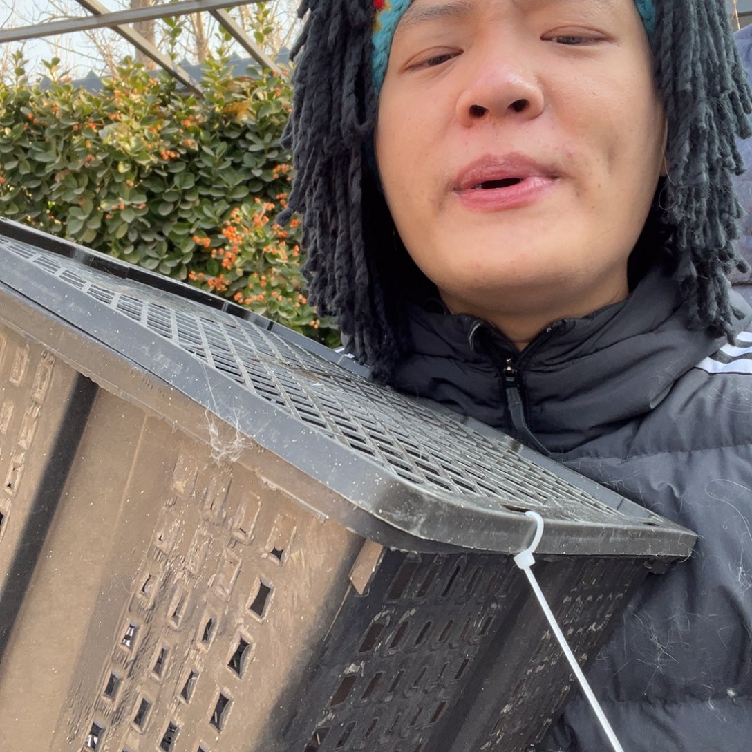 宠物兔英系安哥拉兔