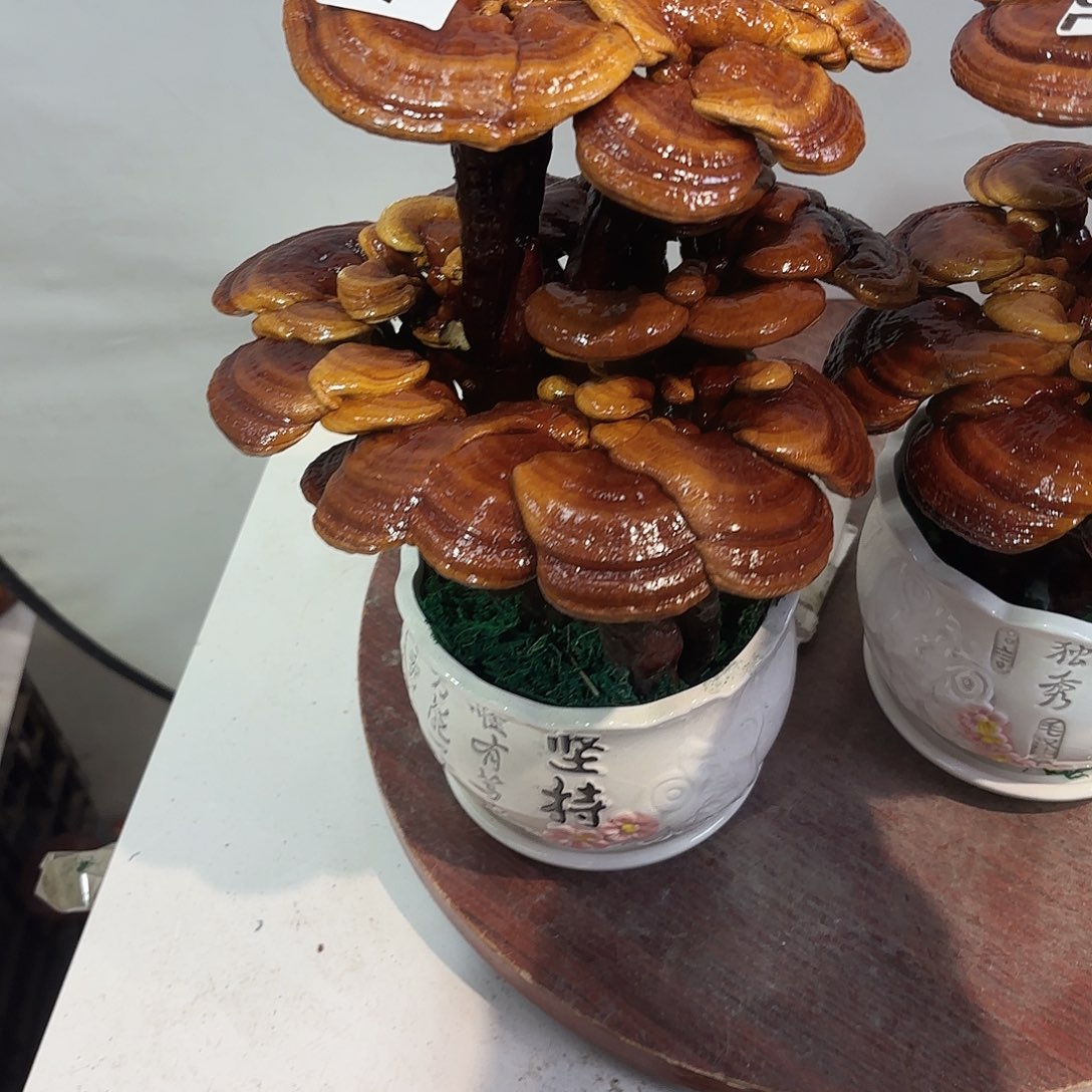 网***缘无花朵灵芝8888888888888888