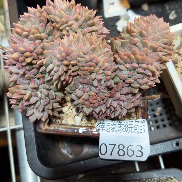 幸运的是我还没遇到你