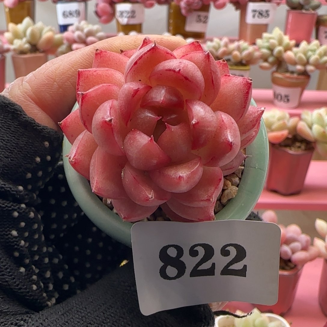 包子麦秆822 （38元包邮非偏远），带盆土发。