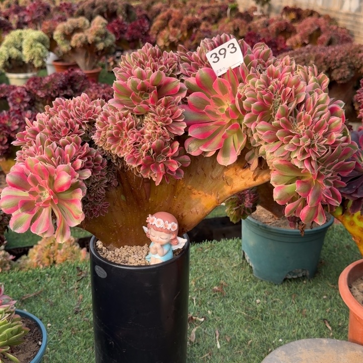 彤***糖果女巫加摆件393.392