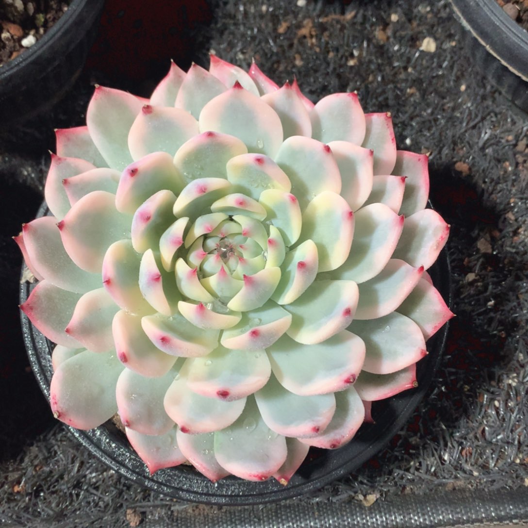 多肉植物的吉娃娃锦