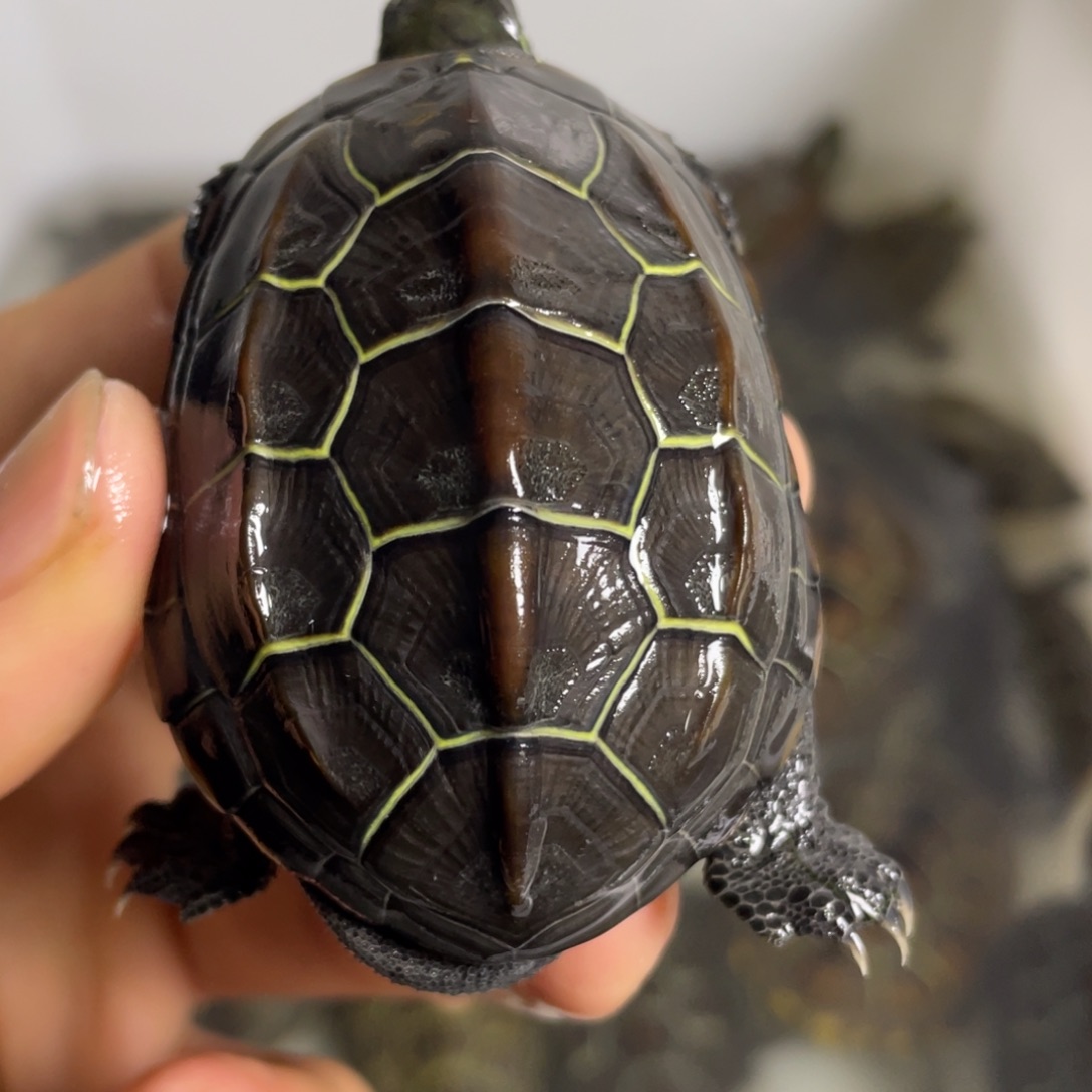 苏北金线冷水草龟