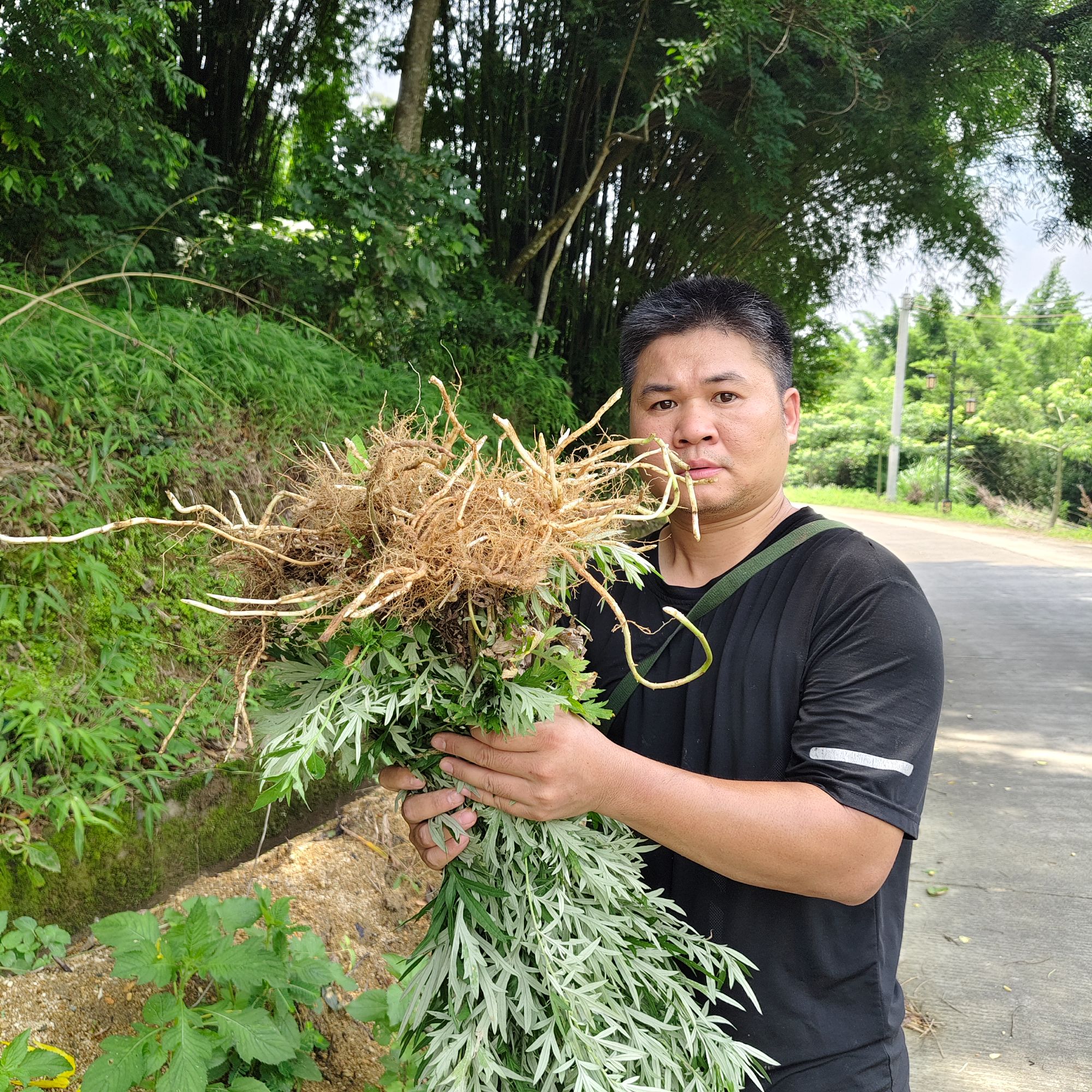生鲜艾草根  广东山野自采 小叶艾根 煲汤