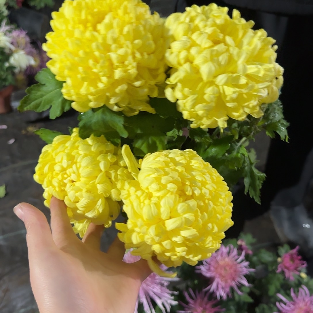 全部花朵国华进财一颗