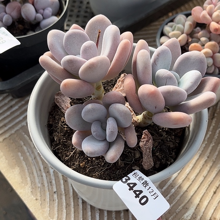 阿雅园艺。        3440橙雪球