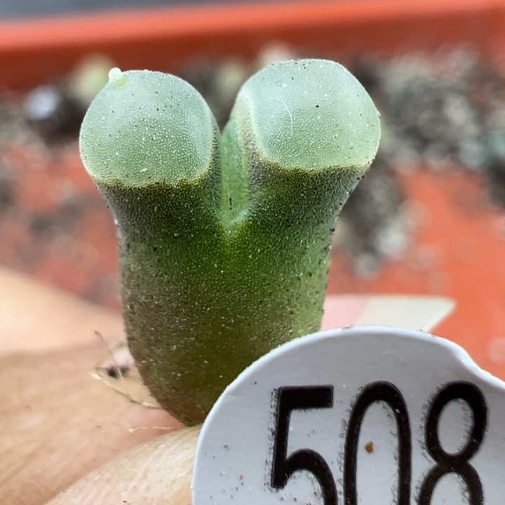 508号11111111111111111