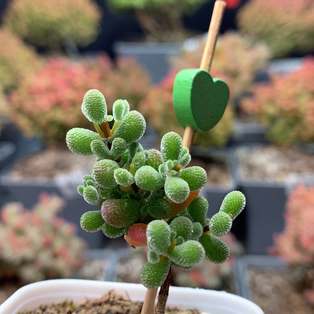 B303翡翠枝干番杏