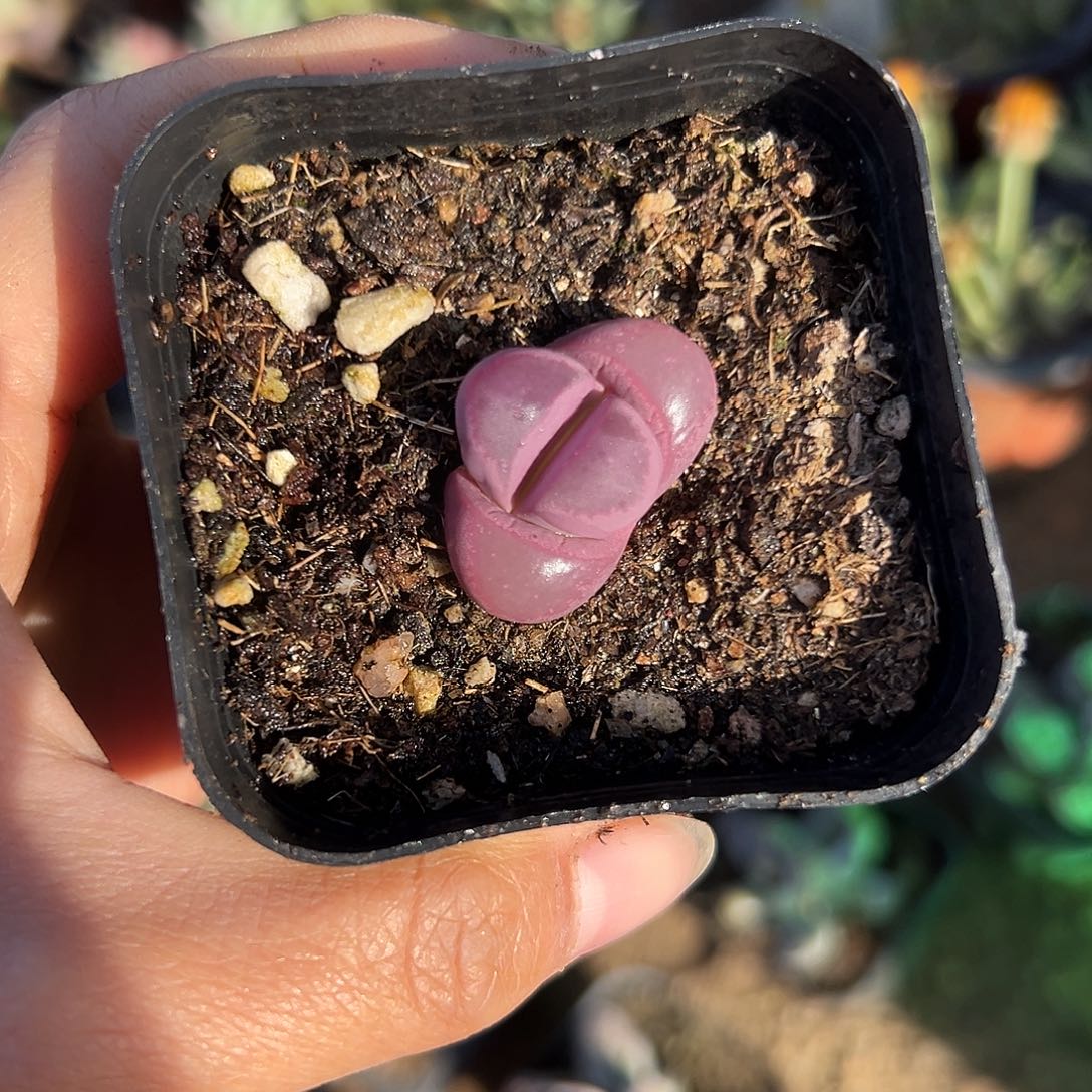 而父母植物植物中央音乐学院