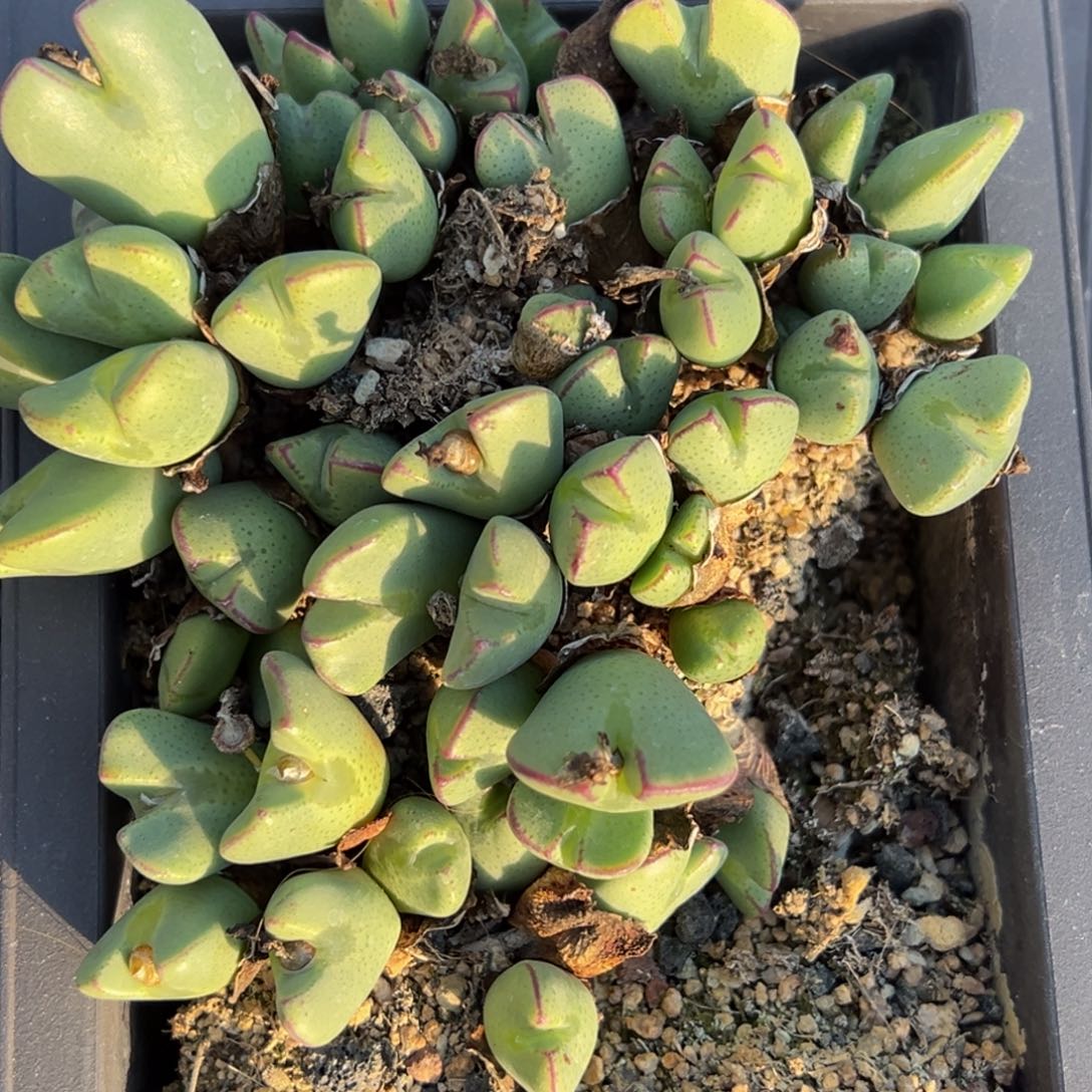 多肉植物111111111111111