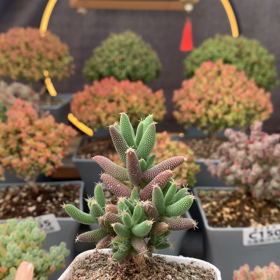 c159玉米枝干番杏