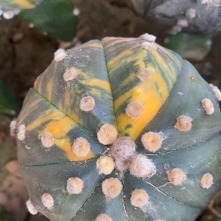 三角苗接虎斑拉丝兜锦