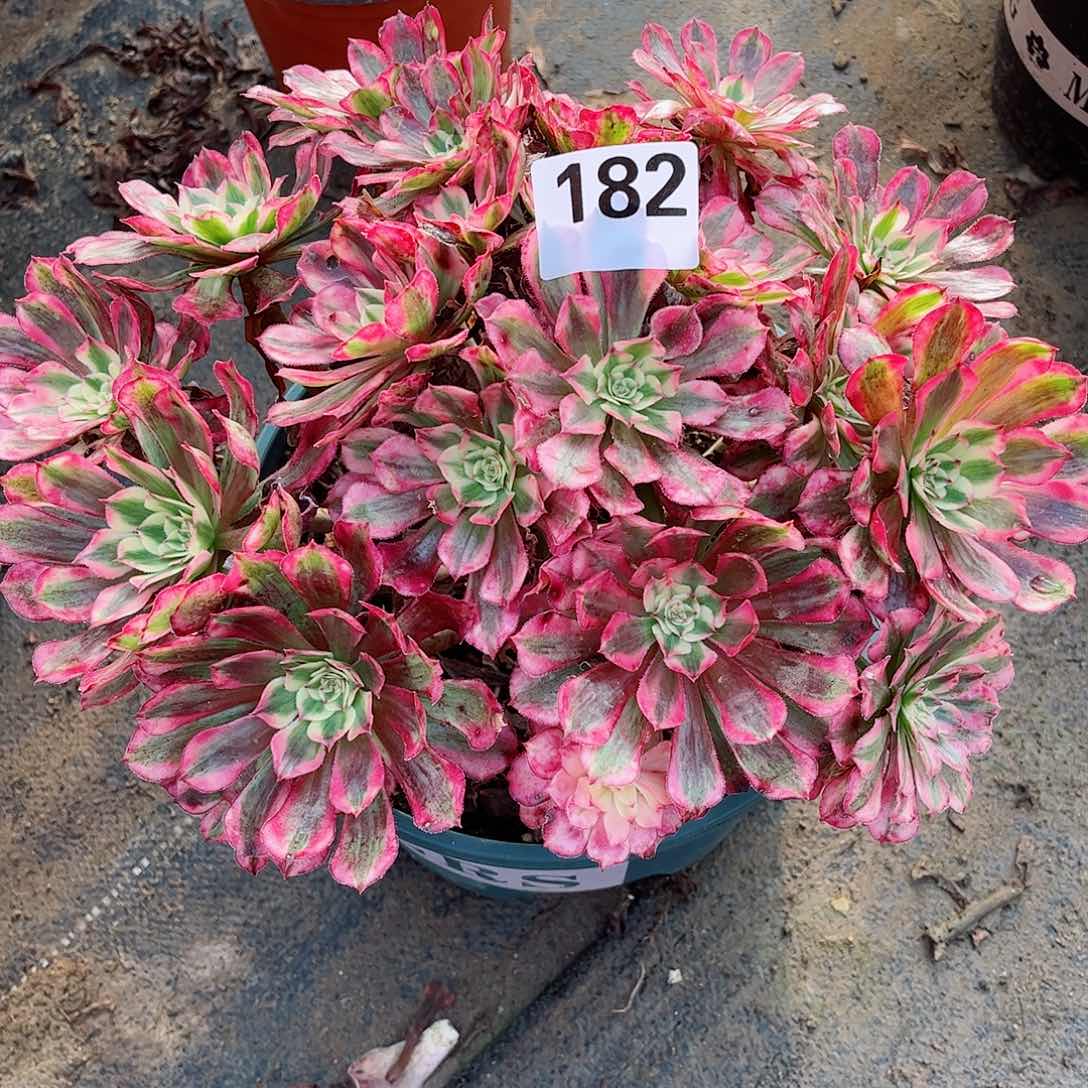 无花朵多肉植物182