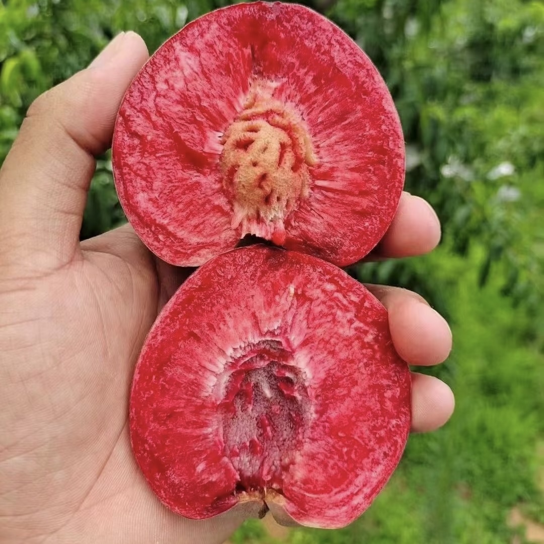 【十年老树血桃】新鲜现摘湖北毛桃脆甜离核桃孕妇水果稀有红肉桃