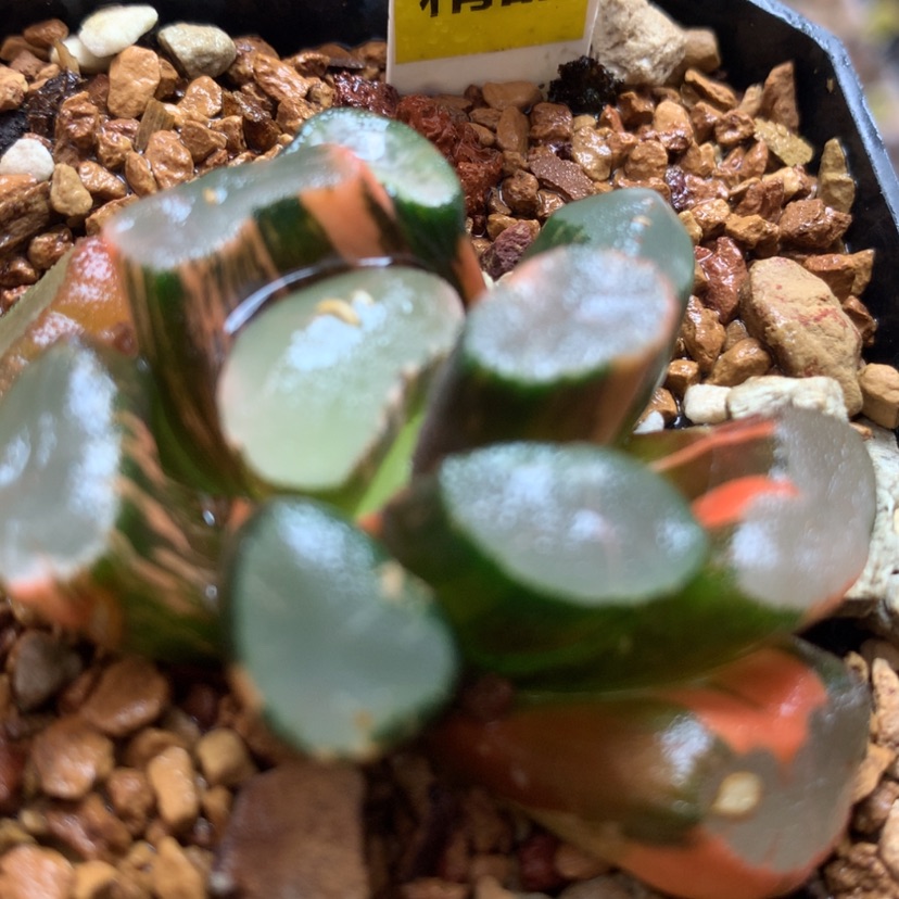 【闪购商品】9透镜