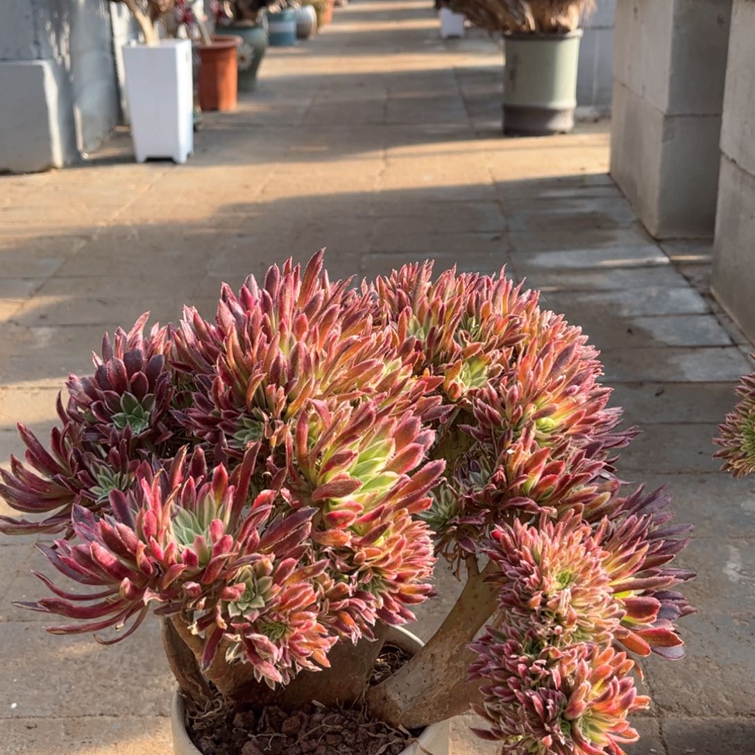 金丝菊朵朵整版精品