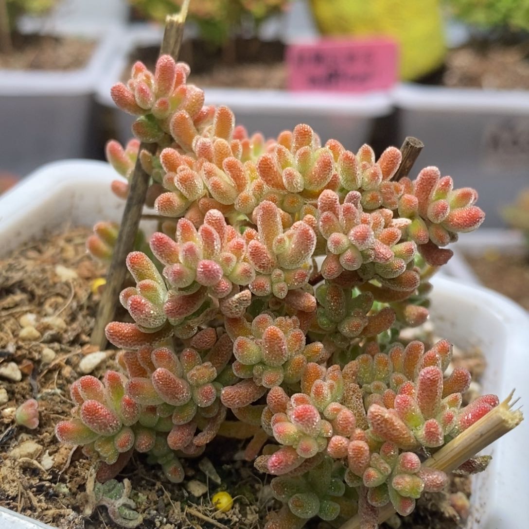 冰晶杂橙枝干番杏D195