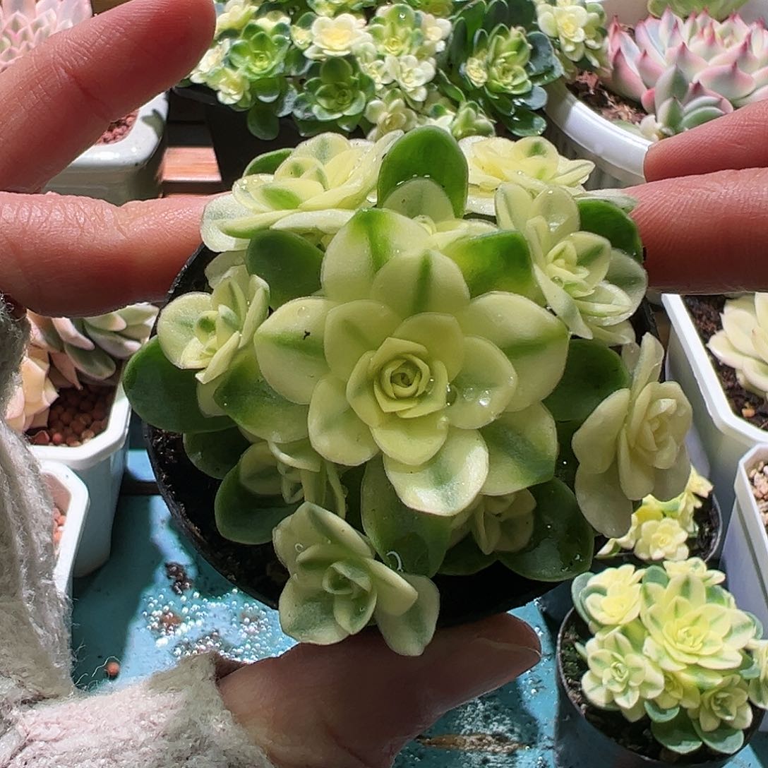 猫眼玫瑰覆轮锦，多肉植物