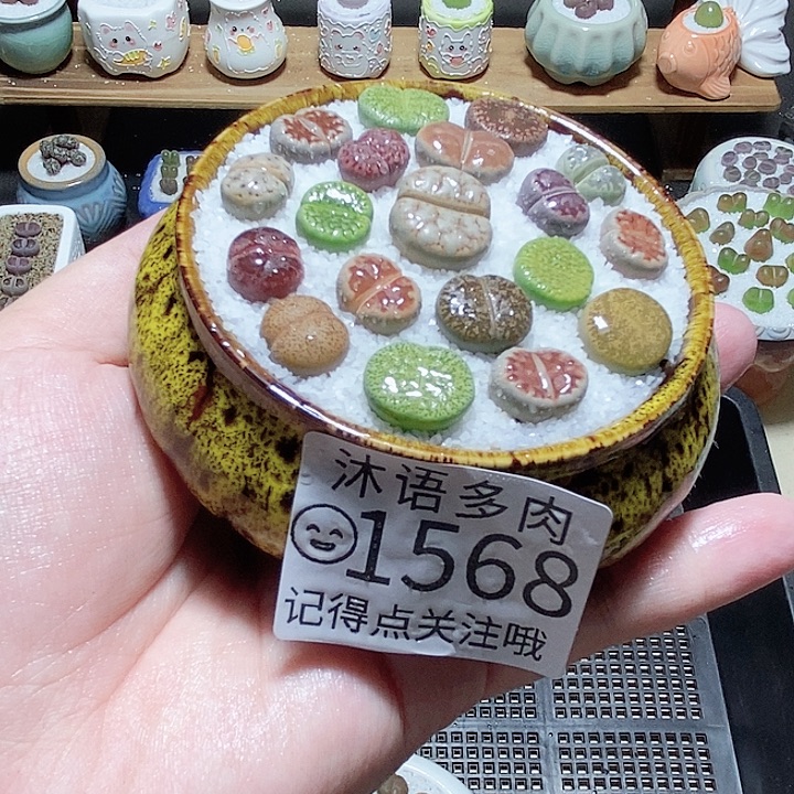 精美盆栽 一物一拍1568