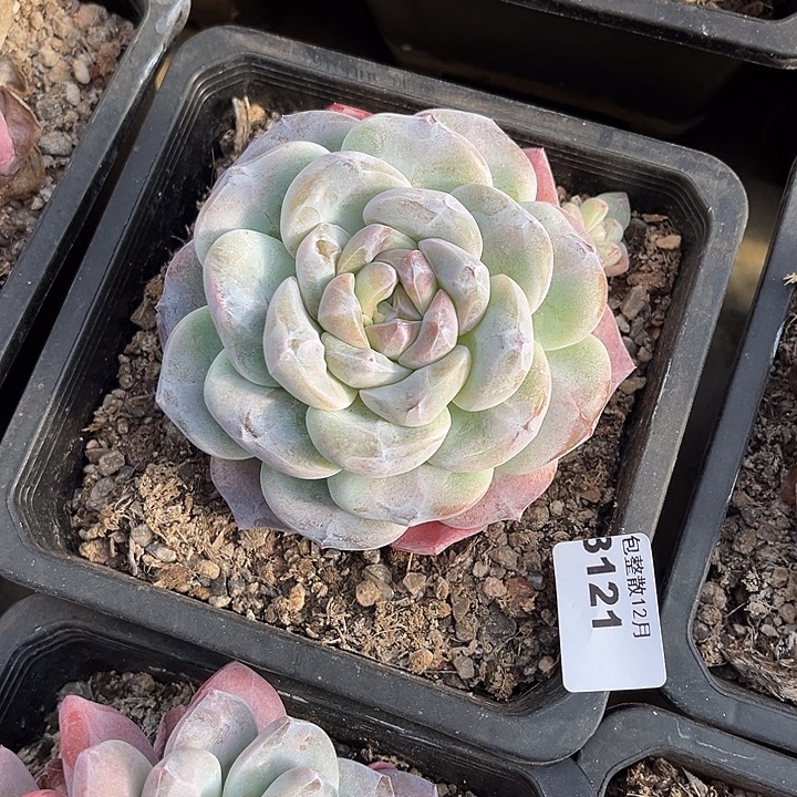 阿雅园艺。      3121牛屎冰玉大单