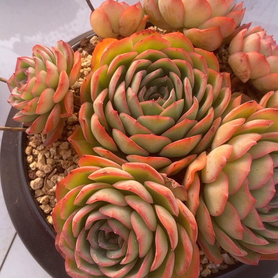 呈露有砍多肉多肉