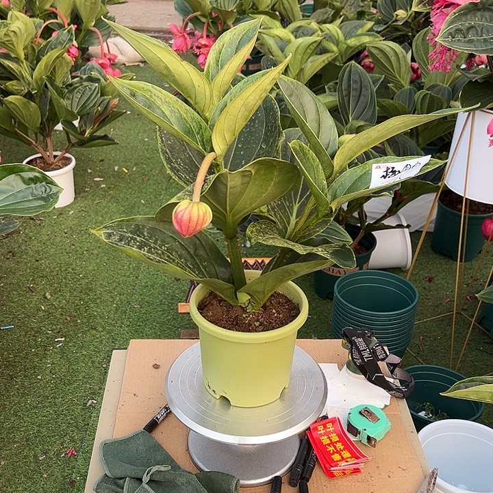 梅****少量花朵（建议范围：2朵-5朵 或40%以下）