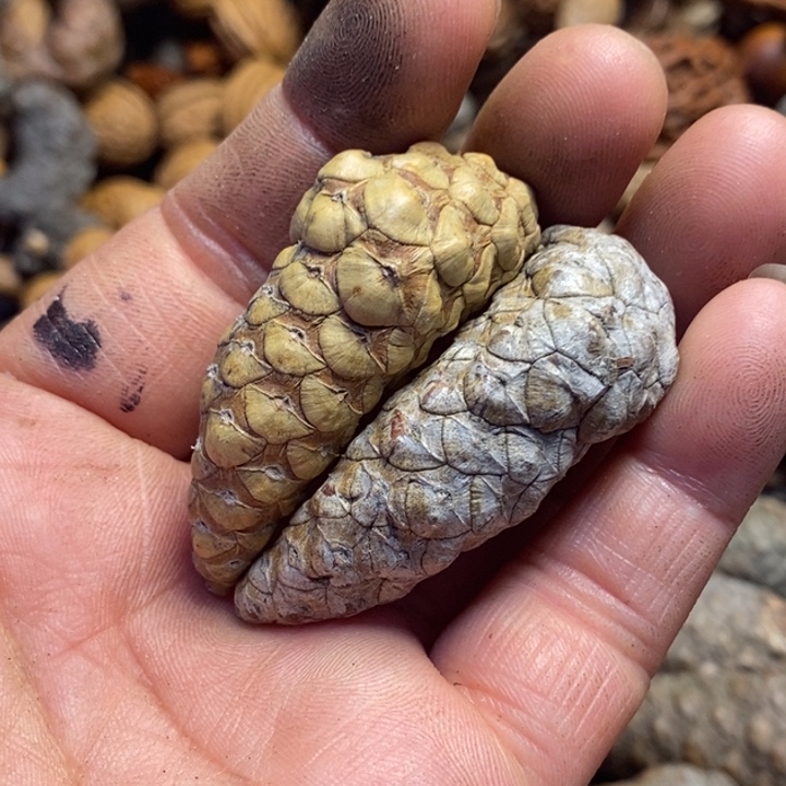 桃核吊坠娜姐真的82