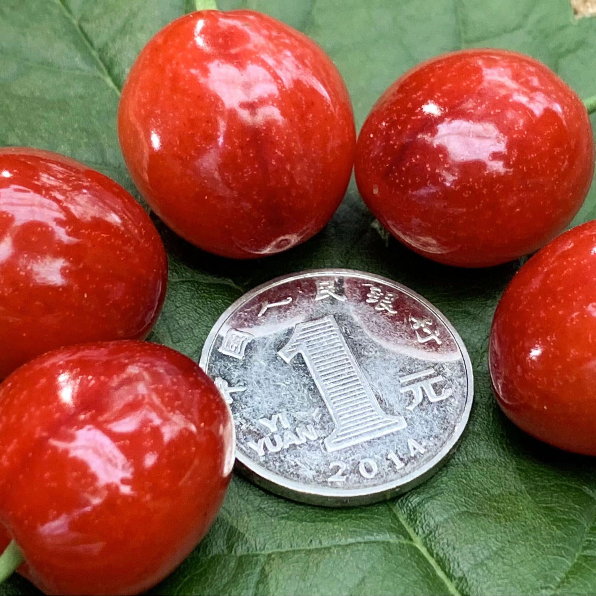 【鸡心樱桃】嫁接苗 樱桃苗 现挖苗 果树基地 盆栽苗 基地直发