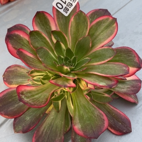 国***?410黑魔锦满25包邮多肉