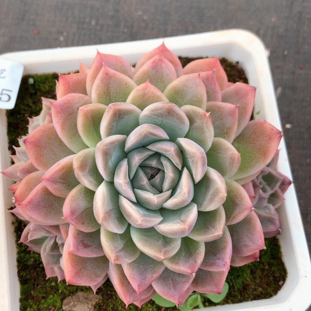 2605杂交多肉植物基地