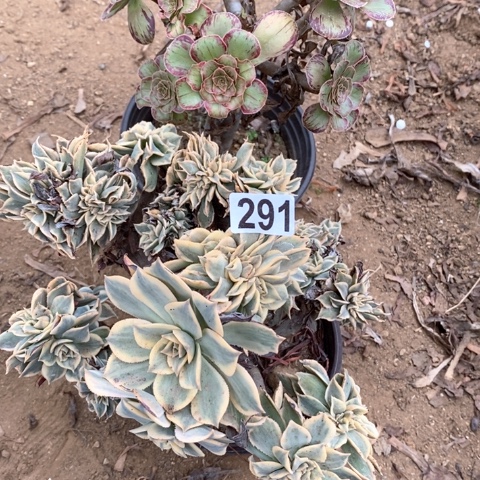 冰***糕291两颗法师多肉植物