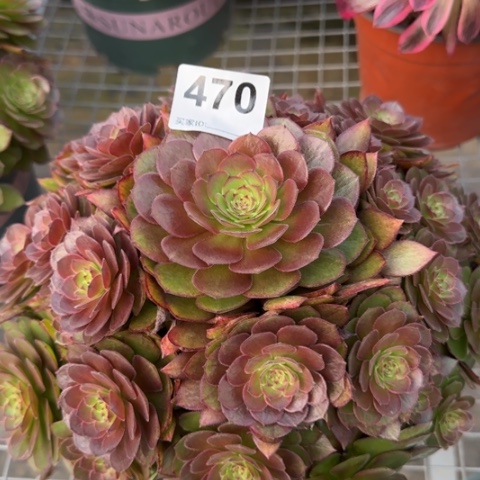 470红魔多肉22厘米左右