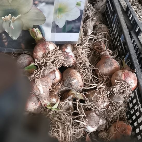 俏江南四厘米裸根球1件