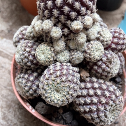 勾宝仙人球20米仙人球