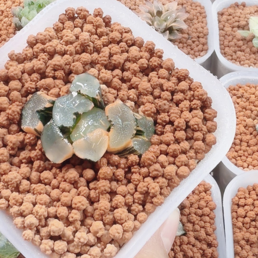 小***子无花朵十二卷大明湖万象锦