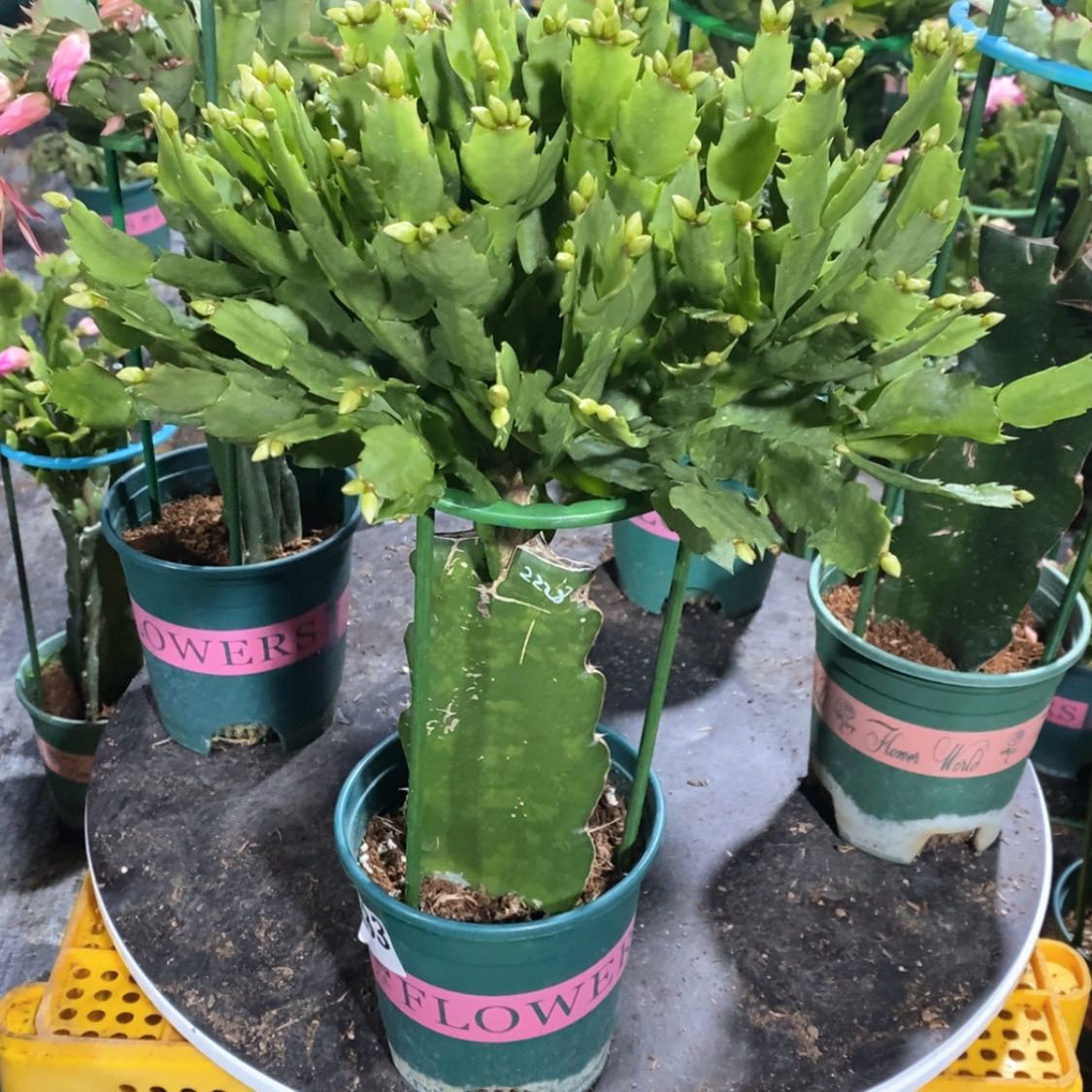 【闪购商品】无花朵一***忆133嫁接2228