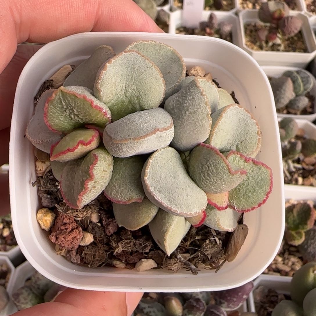 粉雪蛋多肉水泡植物