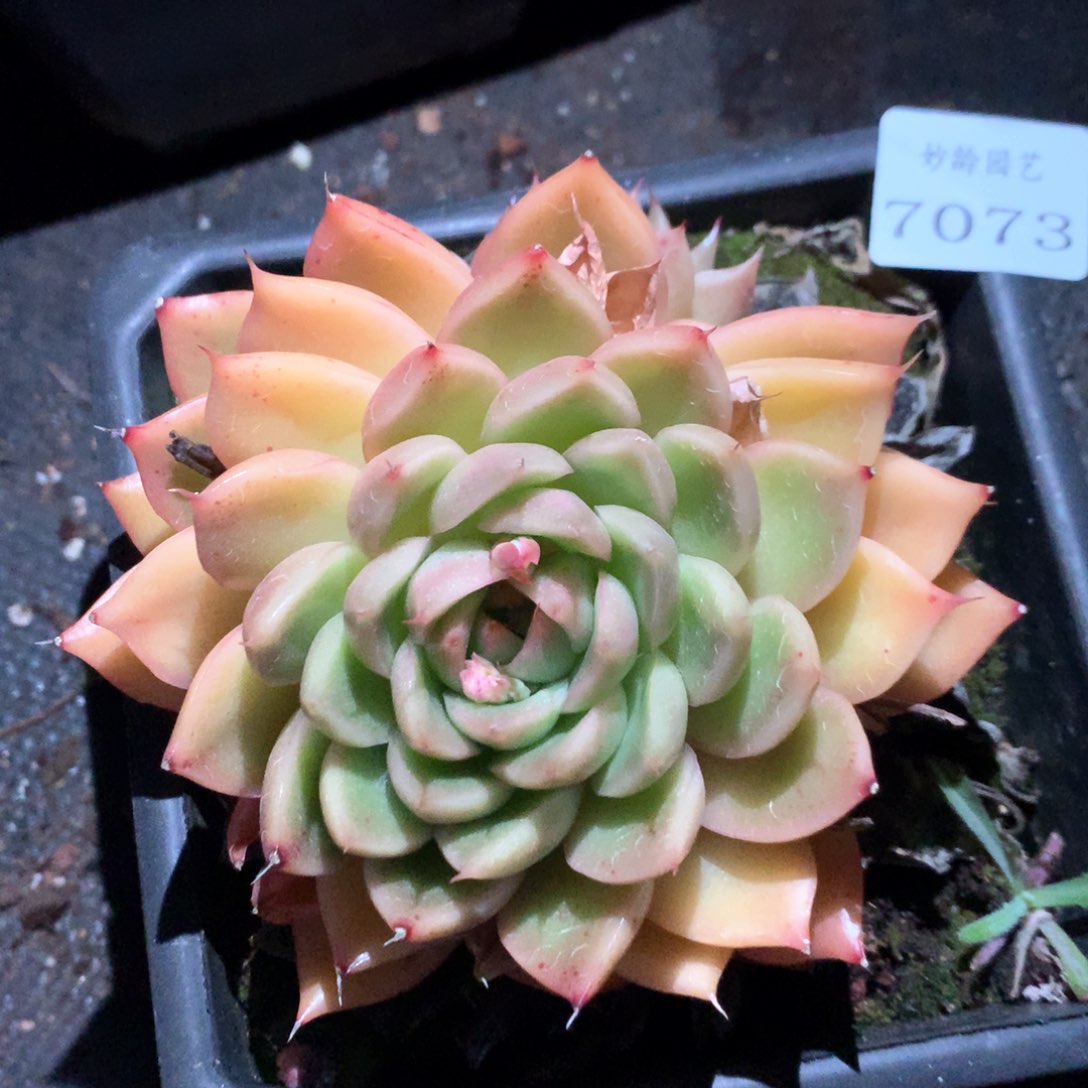 7073杂交多肉植物