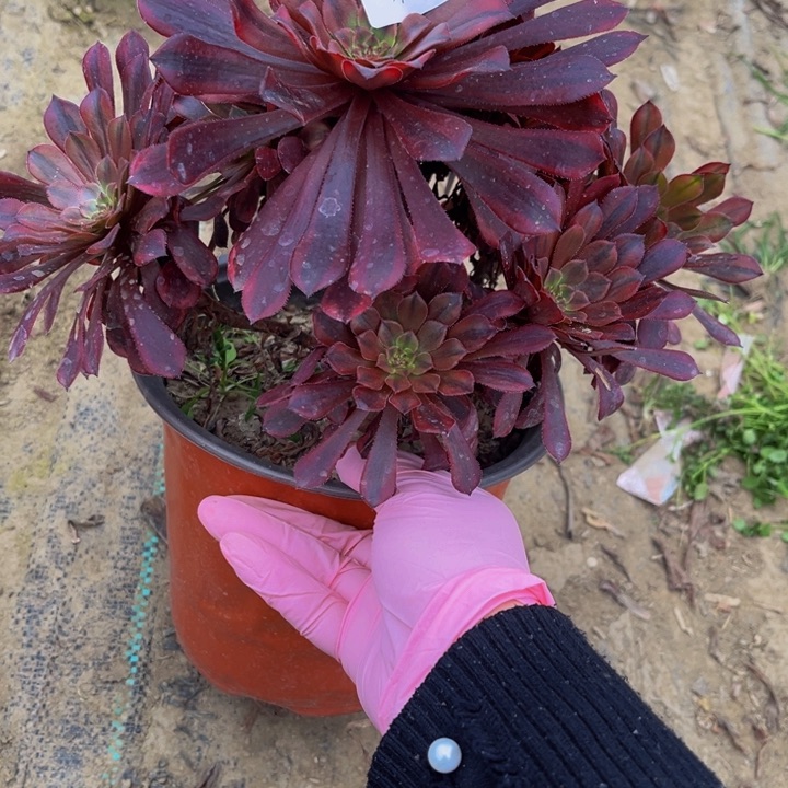 036祝融多肉法师不包断枝