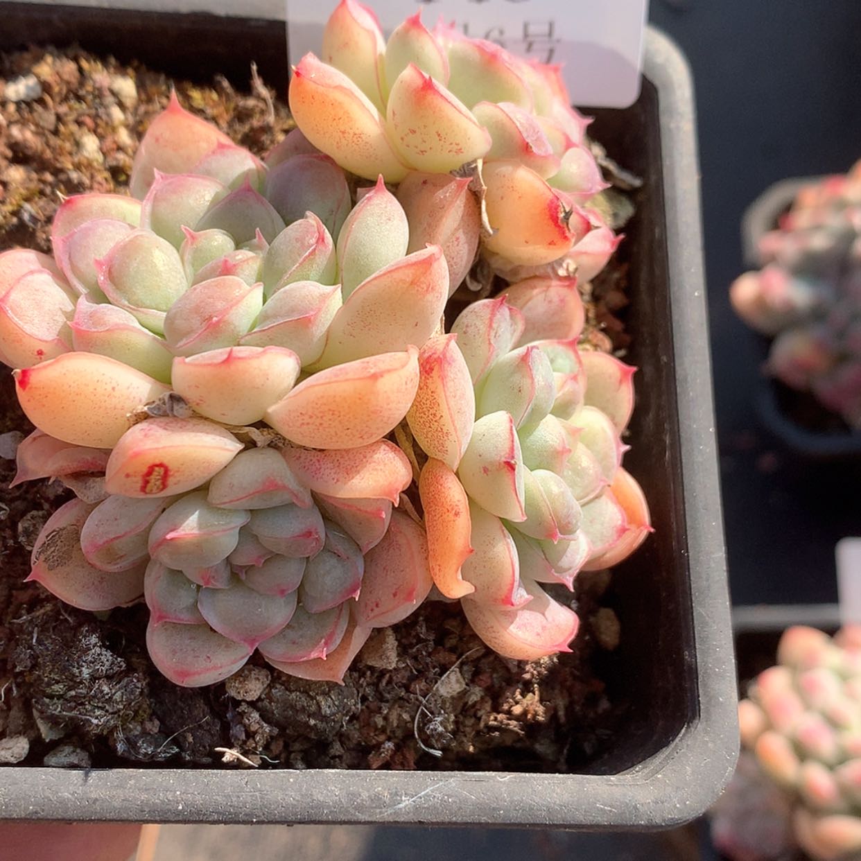 【闪购商品】云146