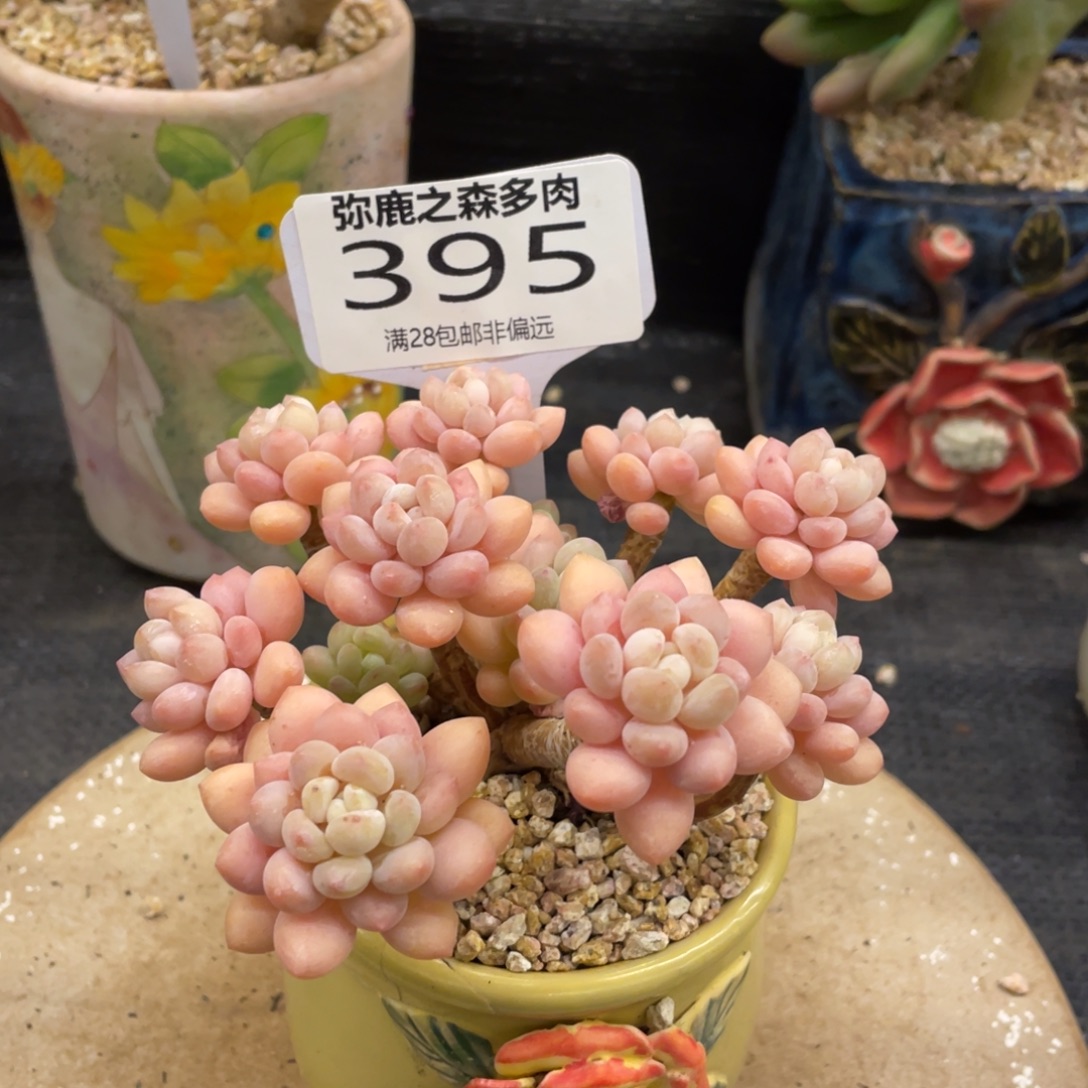 弥鹿之森一物一拍