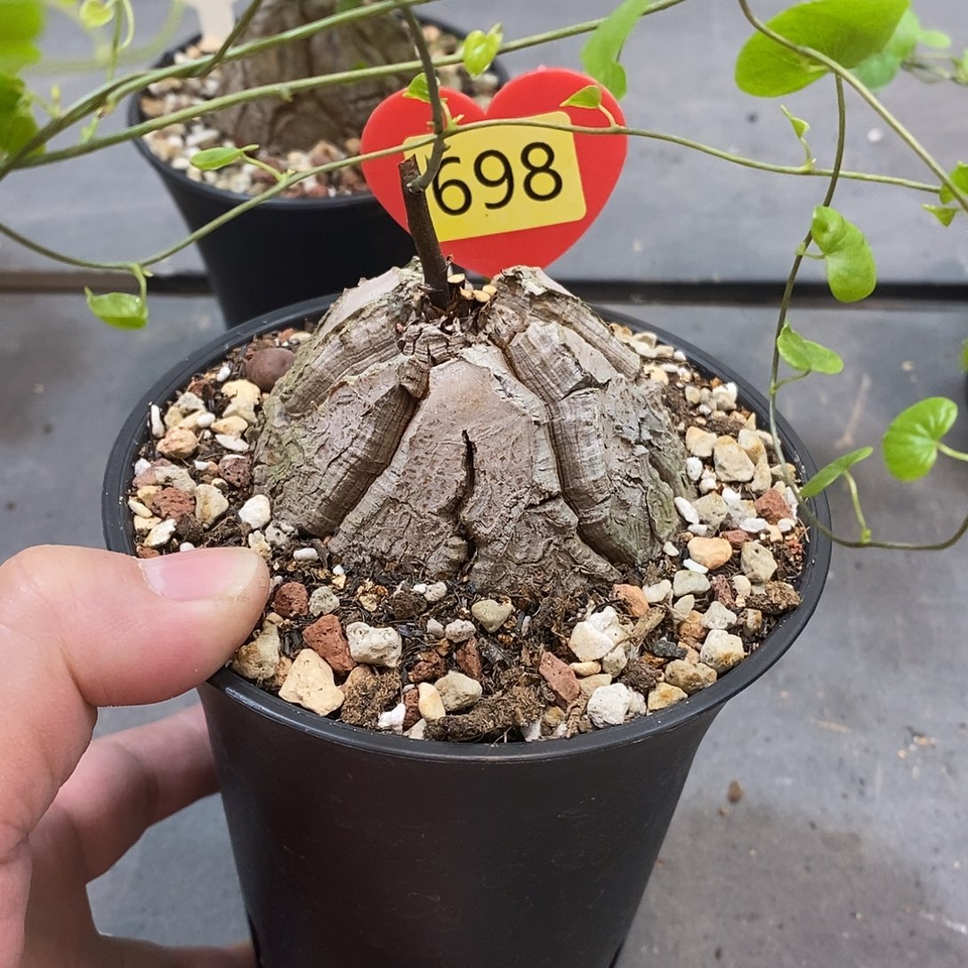 南非龟甲龙龟甲龙