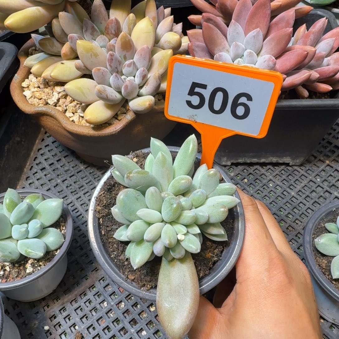 多肉植物彩胖体哥特群506
