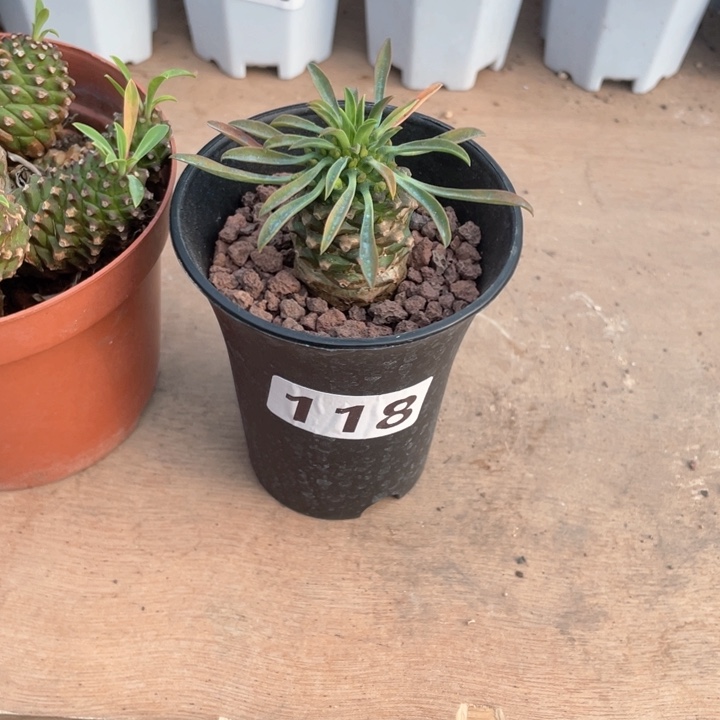 118铁甲麒麟单头