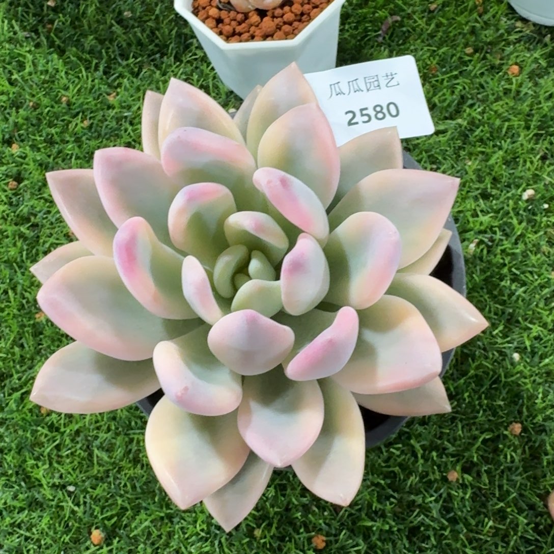 2580奥普林娜彩锦多肉植物